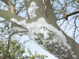 Gilli mealybug overwintering on almond scaffolds