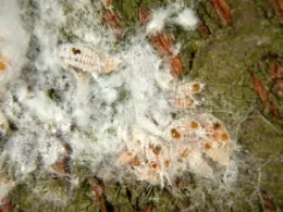 Parasitized Gilli mealybug on almonds