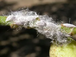 Gilli mealybug on a pistachio rachis