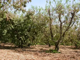 Best vs. worse treatment in plum trial 2005