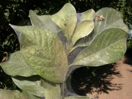 Spider mite webbing in plums