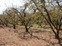 Spider mite induced defoliation in plums