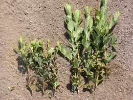Growth during one month on blueberry shoots with (left) and without (right) citrus thrips