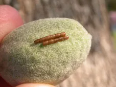 Leaf-footed bug eggs