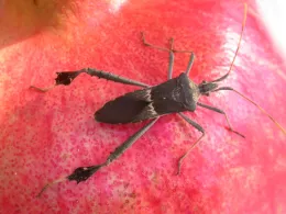 An adult leaf-footed bug