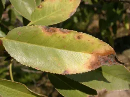 Almond leaf scorch