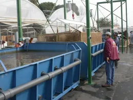Hot water treatment in nurseries