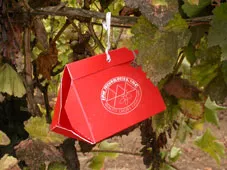 Vine mealybug pheromone trap