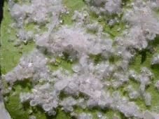 Various stages of woolly whiteflies