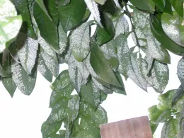 Woolly whiteflies in canopy