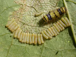 Immature and adult skeletonizers