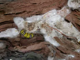 Skeletonizer pupae