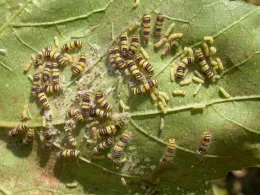 Virus infected larvae
