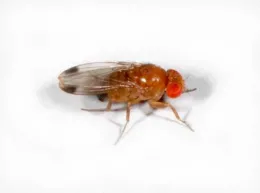 Male Spotted wing drosophila
