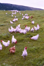 free range chicks