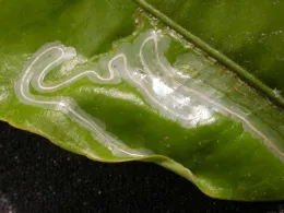 Citrus leafminer in a citrus leaf showing a frass-filled mine and a rolled up leaf edge where the insect has pupated.
