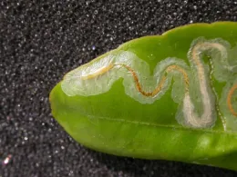 Citrus leafminer larva feeding inside a citrus leaf.