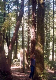 Madrone and tanoak