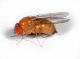 Female Spotted wing drosophila