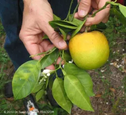 Asian_Citrus_Psyllid-Symptoms Photo by S.E.Halbert