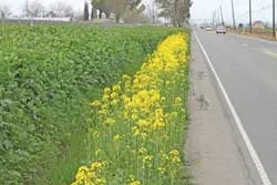 RR-CANOLA-1