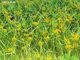 nutsedge 01
