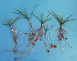 nutsedge 02