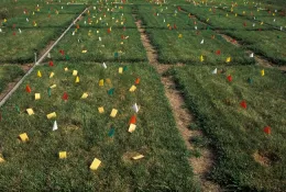 Gap size field
