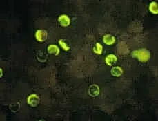 208-oocysts
