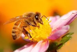 Bee orange