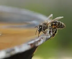 Bee water