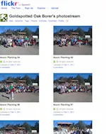 Flickr Screen Shot