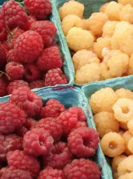 Small Fruits 2