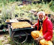teklu