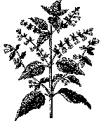 scullcap4