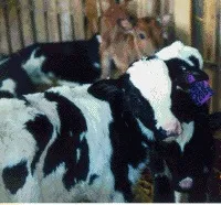 cows