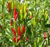 image044