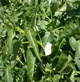 image060