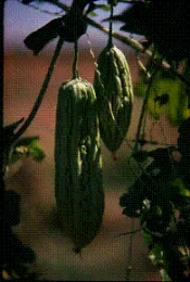 image002