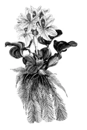 Hyacinth