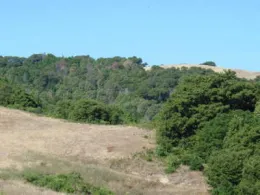 SOD - Big Sur hillside