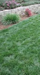 lawn picture