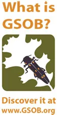 Thumbnail photo of GSOB badge (PSA)-What is GSOB?