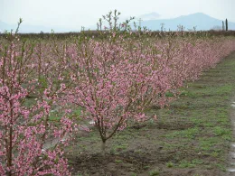 Blooms