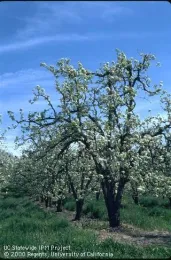 pear UCIPM image
