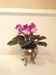 Houseplants