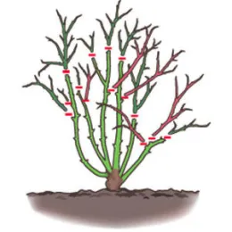 rose-prune-ss-m