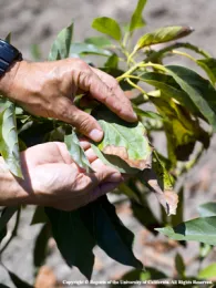 plant disease