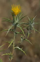 Distaff closeup