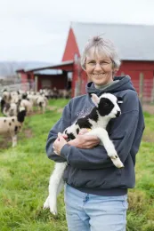 Baby sheep